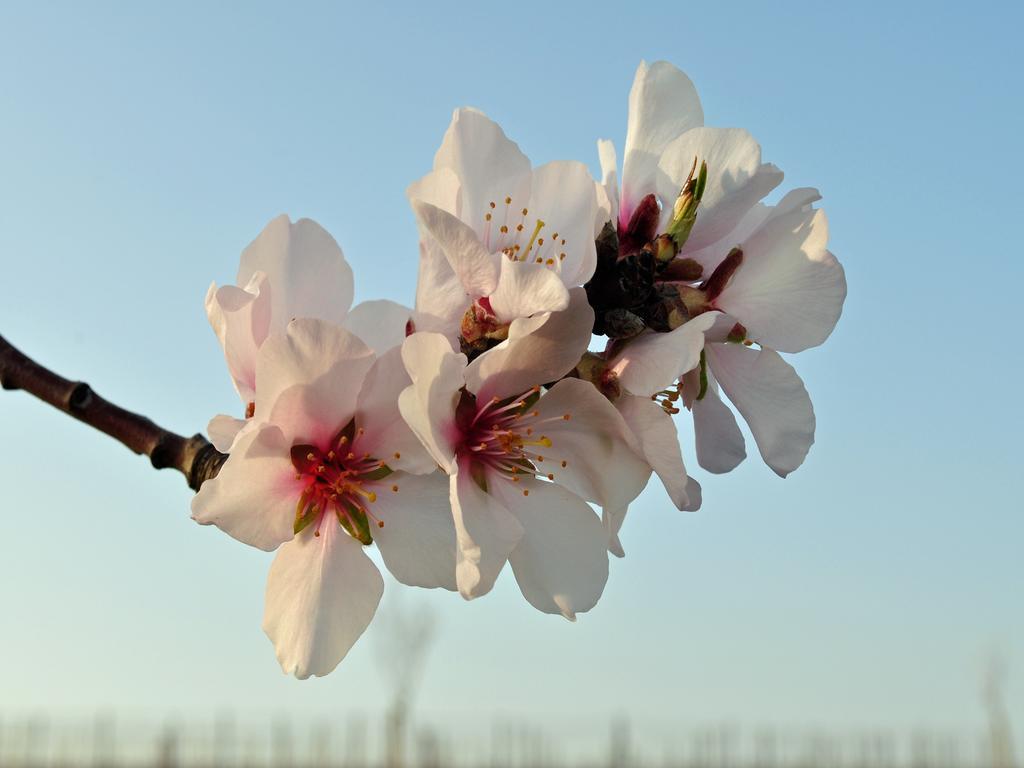 Hofgarten Rosa Ilbesheim bei Landau in der Pfalz Extérieur photo